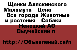 Щенки Аляскинского Маламута › Цена ­ 10 000 - Все города Животные и растения » Собаки   . Ненецкий АО,Выучейский п.